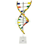 DNA Model, Standing, Economy